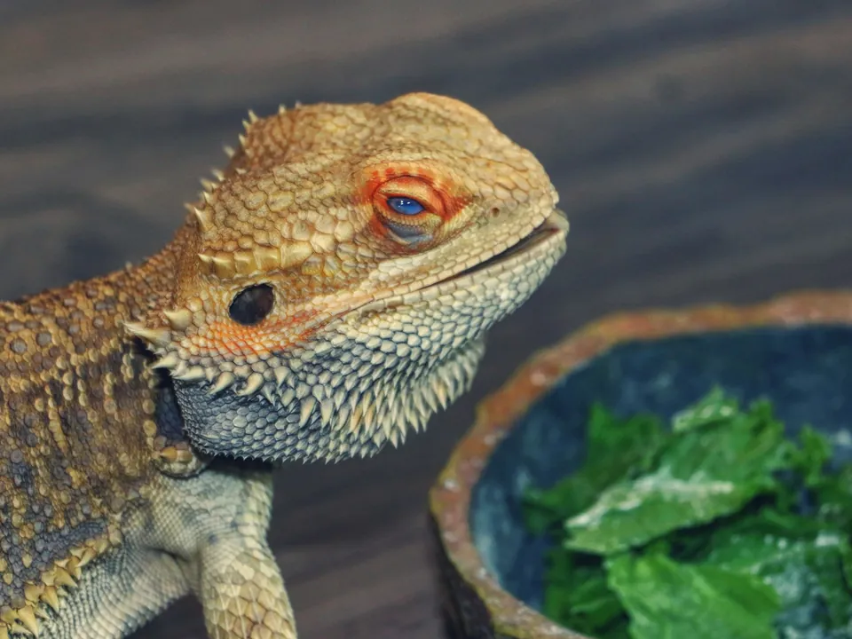 Bearded dragon beside a bowl of leafy greens