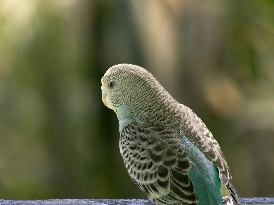 Green and grey budgerigar perched outdoors
