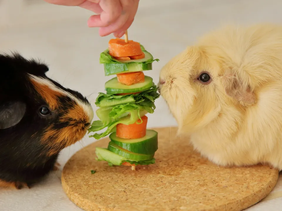 Two guinea pigs sharing a skewer of fresh vegetables