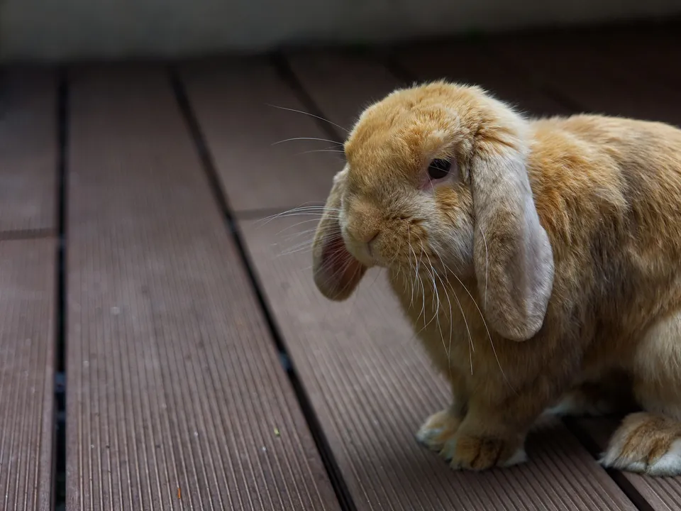 Fawn lop-eared rabbit on a timber deck