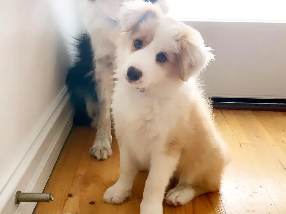 Rosie, a red and white border collie puppy, at home at about nine weeks old