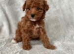 KokoHuey's Little Poodle 1
