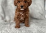 KokoHuey's Little Poodle 3